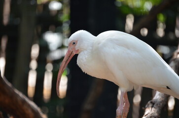 white stork ciconia