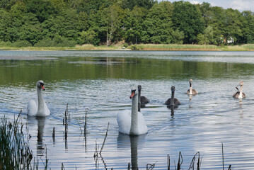 łabędzie