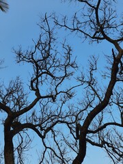 tree silhouette against sky