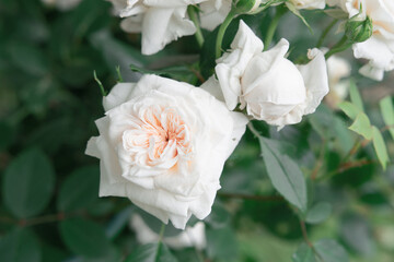 beautiful soft pink roses  flower bloming in garden. close up shot.  cloudy