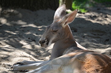 kangaroo in the zoo