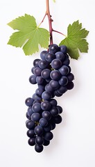 Fototapeta premium Black grapes in white background