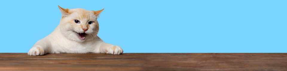 Banner cat holding the table and screaming, the cat demands something, blue background