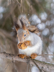 The squirrel with nut sits on tree in the winter or late autumn