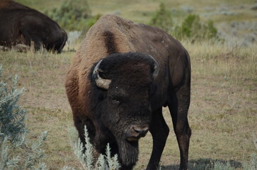 american bison