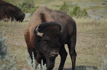 Naklejka na ściany i meble american bison