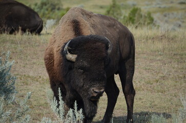 bison in park national park