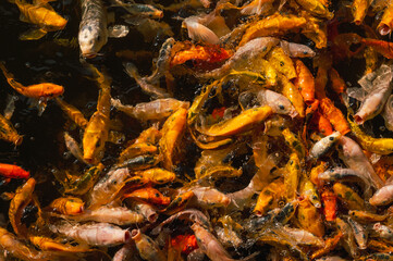 Koi carp fish in a pond waiting for food. They generate a colorful and textured mosaic.