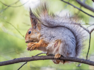 The squirrel with nut sits on a branches in the spring or summer.