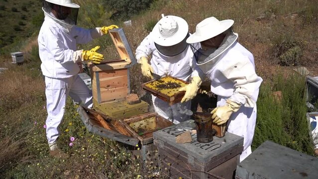 Beekeepers working to collect honey. Organic beekeeping concept.