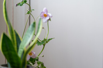 秋明菊という花と観葉植物