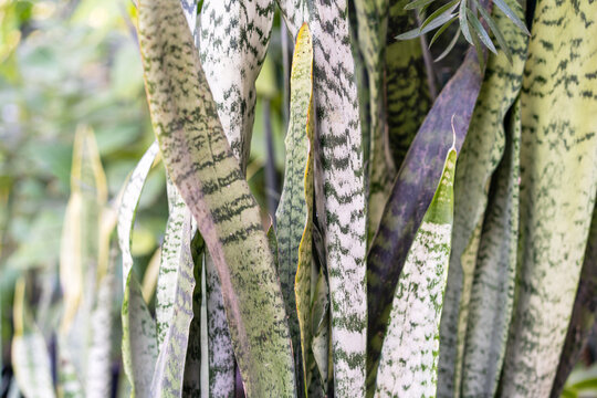 Leaves Surface Texture Of Snake Plant. Sansevieria zeylanica Or Mother-In-Law's Tongue Outdors.