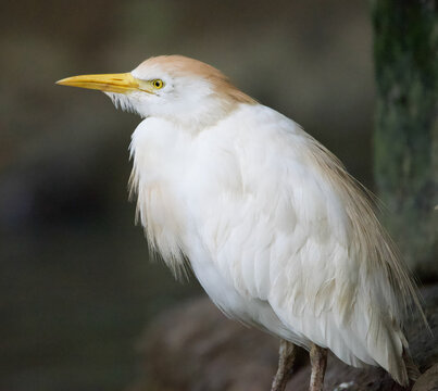 Beautiful close-up of a bubulcus ibis
