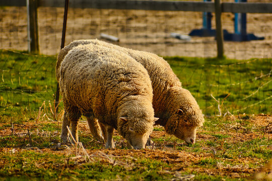 Two docile corriedale sheep closeup grazing calmly in a field.