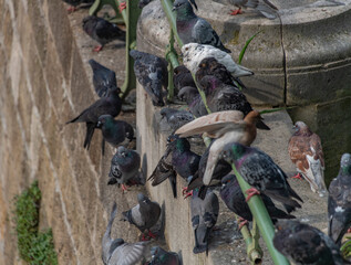 Pigeon birds near stone wall and green fence in morning capital Wien