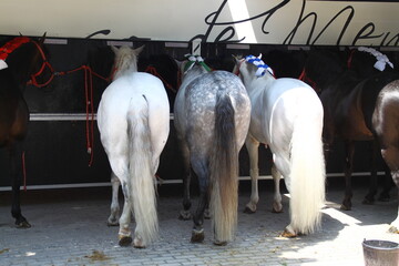 Caballo