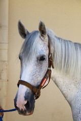 Caballo