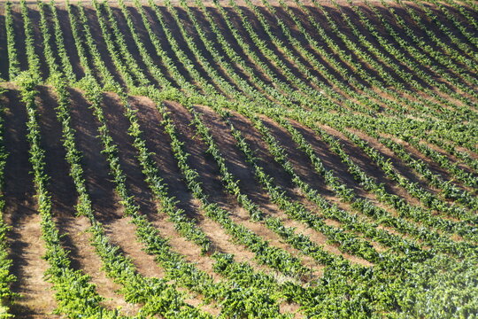 Vi&ntilde;edo