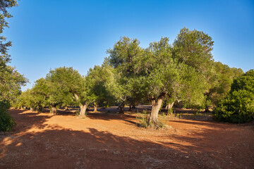 Olive trees in a sunny olive garden