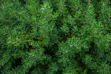 Bushes in the garden with green leaves or plants from nature, gloomy tones give a bad feeling. Lonely and cold can be used as background or wallpaper.