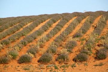 Campo de lavanda