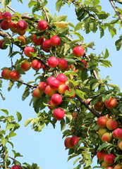Obraz premium On the branch ripen fruits of plums (Prunus cerasifera).