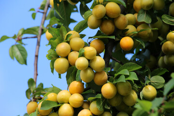 On the branch ripen fruits of plums (Prunus cerasifera).