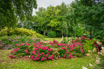 massif d'hortensia dans un jardin en normandie