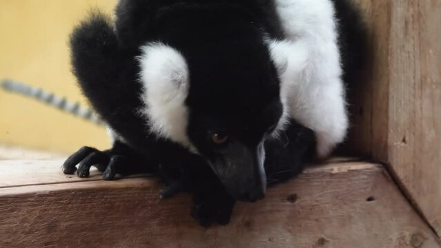 Close up of face of black and white ruffed lemur sitting on windowsill looking down and at the camera.