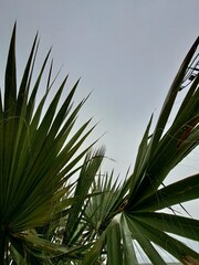 palm tree leaves