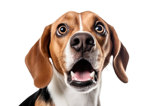 Close-up Funny Surprised Beagle Dog with Huge Eyes Portrait. Isolated on White and PNG Transparent Background.