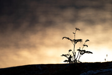 Silhouette of coastal plant in evening with golden abstract background sunlight