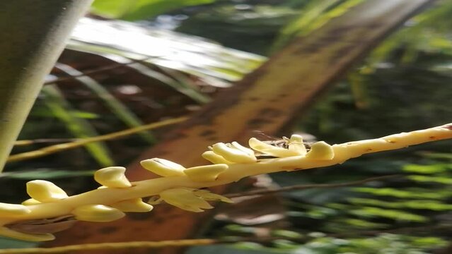 A bee collecting pollen from a coconut flower, A bee pollinating a coconut flower natural video FHD 9:16