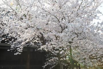 本法寺境内に咲く染井吉野