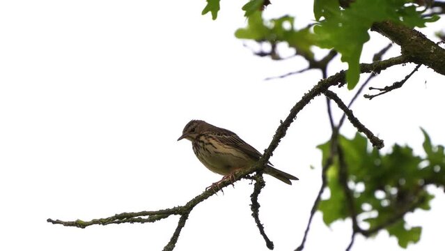 A male tree pipit (Anthus trivialis) singing and sitting on a branch.