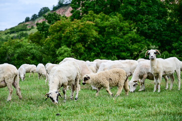 Fototapeta na wymiar Herd of freshly shorn sheep grazes in a green meadow at Rapa Rosie in Transylvania in Romania