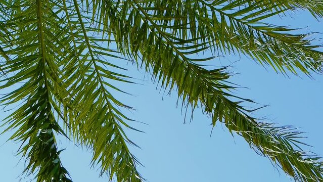 Palmen von unten bei niedrigem Kamerawinkel. Leichter Wind. Strahlend blauer Himmel. Tropische kokospalmenbl&auml;tter im sonnenlicht. Strand auf der tropischen insel. Hoch schauen. Hintergrund f&uuml;r Werbung
