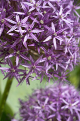 beautiful decorative lilac onion  blossom . macro shot. sunny day