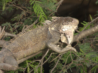iguana on a tree