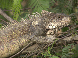 iguana on tree