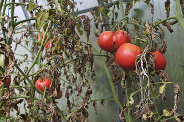 Harvest tomatoes in the greenhouse. Red ripe tomatoes on the branches.