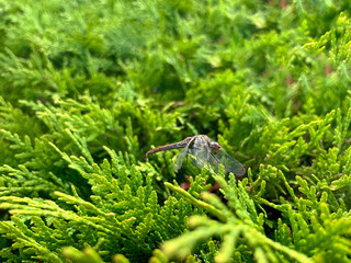 Dragonfly sitting on a background of thuja close-up