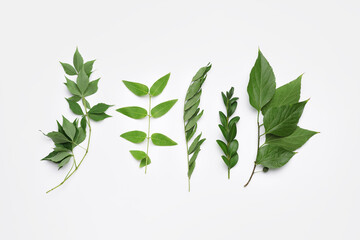 Different twigs with green leaves on white background