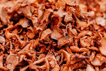 Organic background of dried beige chanterelle mushrooms. Harvest and thanksgiving concept.