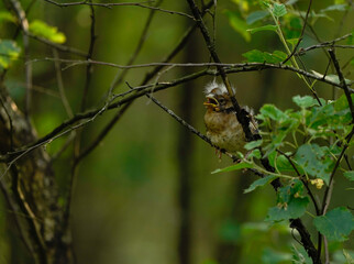 A juvenile hawfinch (Coccothraustes coccothraustes) begging for food from a branch