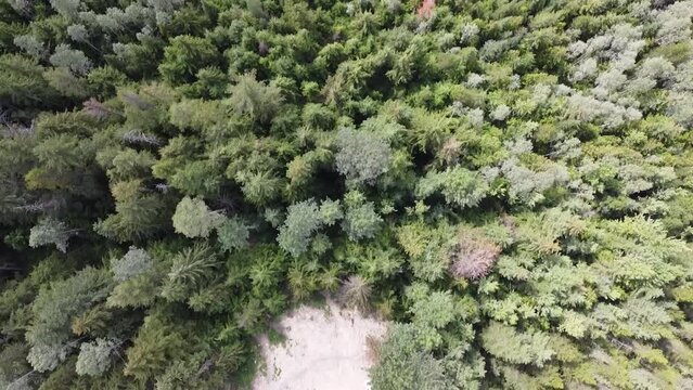 Drone Aerial Down Shot with Forward Motion Nature Shot of Highway and Trees in British Columbia Beaver Canada of Forest, Trees, Highway, Cars Driving by