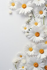 white daisies flower background with a copy space for text