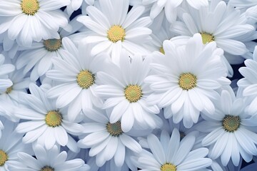 white daisies flower background seamless pattern