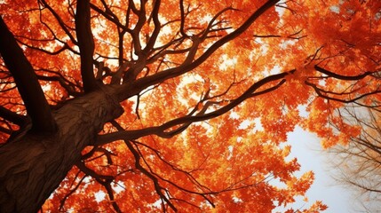 Bottom view a majestic tree adorned with vibrant orange leaves during the autumn season