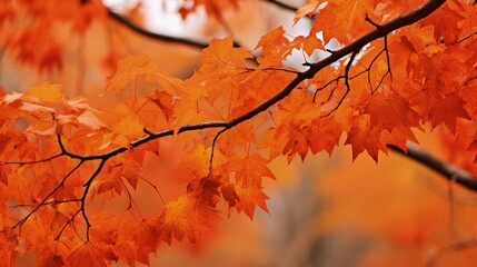 A close up of a tree with orange leaves